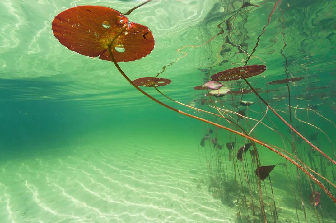 拍荷花,你有想过在水里拍吗?摄影师带你领略不一样的水下莲花之美